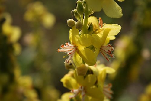 Verbascum speciosum